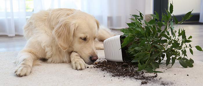 Nouveaux sur notre site internet